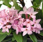 Daphne × transatlantica Pink Fragrance ('Blapink') (PBR)