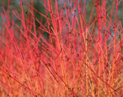 Cornus Alba 'prairie Fire', Prairie Fire Dogwood In Gardentags Plant 