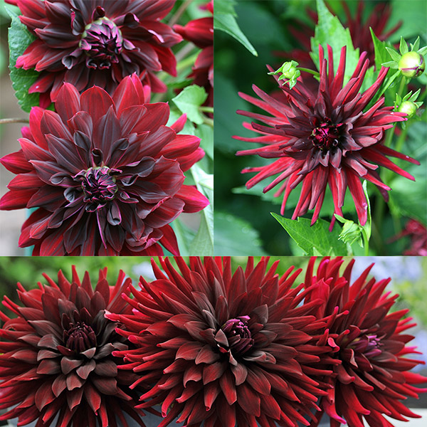 Buy dahlia collection Dark flowered 'dahlia collection' Delivery by Crocus