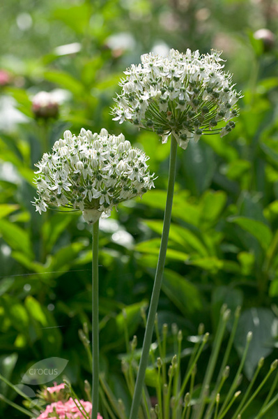 Buy ornamental onion bulbs Allium nigrum: Delivery by Crocus