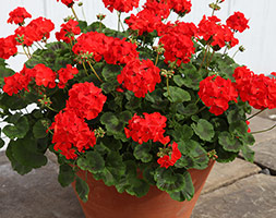 Geranium andapos;Bright Redandapos; (40 plus 20 FREE large plug plants)