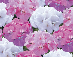 Geranium andapos;Candyfloss Mixedandapos; (40 plus 20 FREE large plug plants)