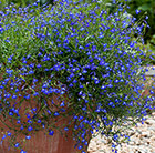 Lobelia Sapphire (Trailing)