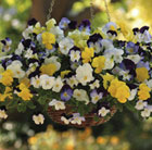Pansy Cool Wave Mixed