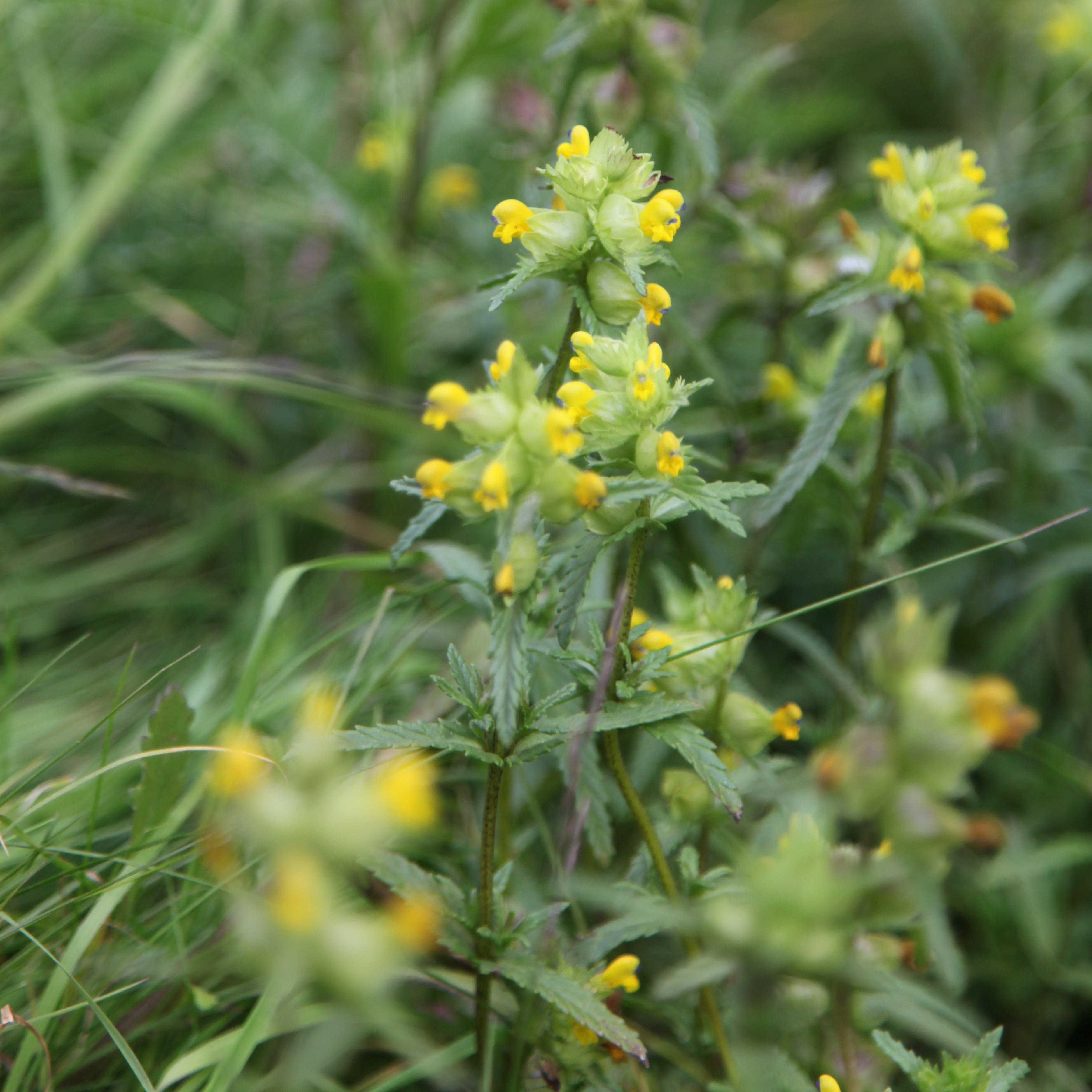 Buy yellow rattle Rhinanthus minor Delivery by Crocus
