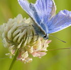 Trifolium repens