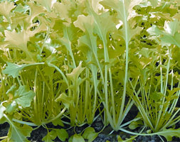 namenia (turnip tops / Brassica rapa (Rapifera Group) 'Namenia')