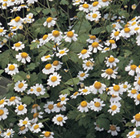 Tanacetum parthenium