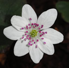 Hepatica 'Forest 'White' (Forest Series)