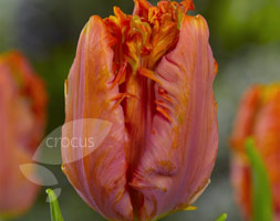 Tulipa andapos;Ego Parrotandapos; (parrot tulip bulbs)