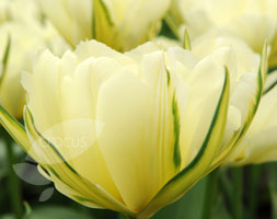 Tulipa andapos;Exotic Emperorandapos; (fosteriana tulip bulbs)