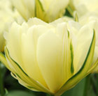 Tulipa Exotic Emperor