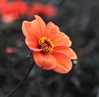 Dahlia Bishop of Oxford