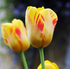 Tulipa Olympic Flame