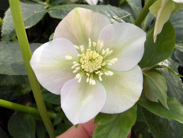 Buy lenten rose / hellebore Helleborus × hybridus 'Pretty Ellen White ...