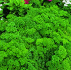 Petroselinum crispum Extra moss curled