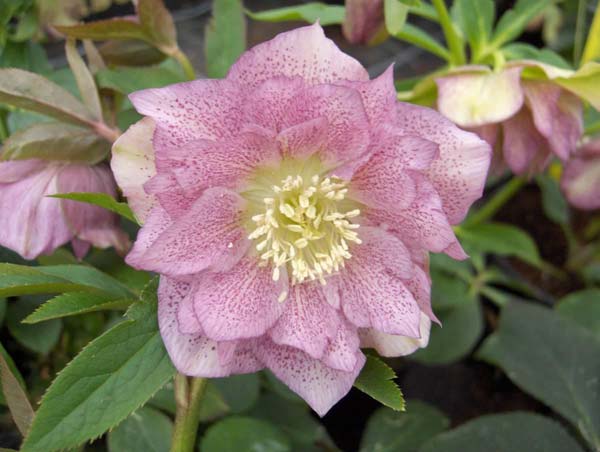 buy lenten rose hellebore helleborus 215 hybridus double ellen pink delivery by waitrose buy lenten rose hellebore helleborus 215 hybridus double ellen pink delivery by waitrose
