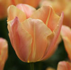 Tulipa Stunning Apricot