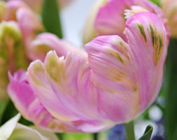 Tulipa andapos;Weberandapos;s Parrotandapos; (parrot tulip bulbs)