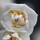 Narcissus Bridal Crown