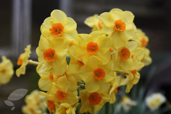 Buy tazetta daffodil bulbs Narcissus 'Grand Soleil d'Or': Delivery by ...