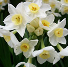 Narcissus Grand Primo