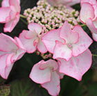Hydrangea macrophylla Sheila (Dutch Ladies Series)
