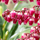 Pieris japonica Passion (PBR)
