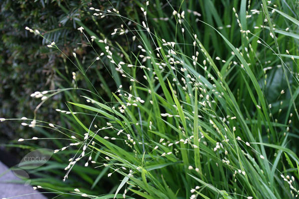 Buy Siberian melic Melica altissima 'Alba': Delivery by Crocus