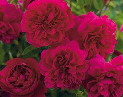 Rosa Thomas à Becket ('Auswinston') (PBR) (rose Thomas à Becket (shrub)) Rosa Thomas à Becket ('Auswinston') (PBR) (rose Thomas à Becket (shrub))