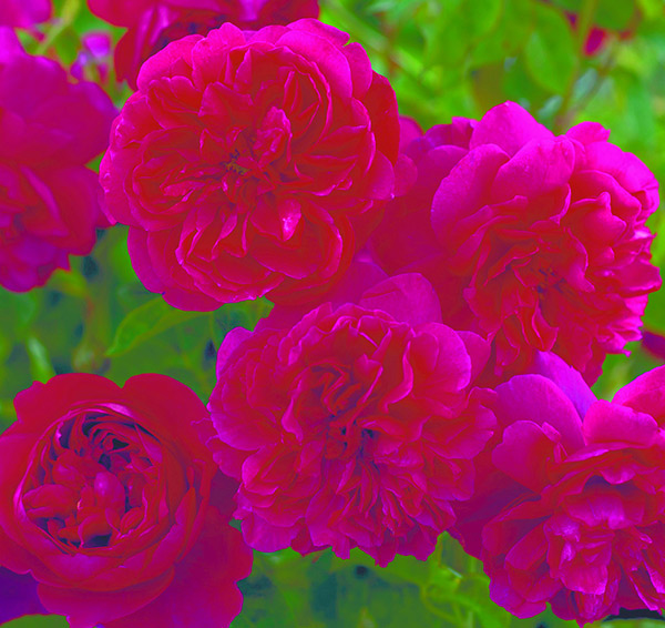 Buy rose Thomas à Becket (shrub) Rosa 'Thomas à Becket ('Auswinston ...