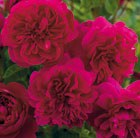Rosa Thomas à Becket ('Auswinston') (PBR)