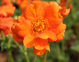 Geum Fire Storm Avens Fire Storm In Gardentags Plant Encyclopedia