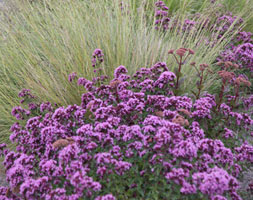 Origanum laevigatum 'Herrenhausen' (marjoram) Origanum laevigatum 'Herrenhausen' (marjoram)
