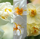 Award winning fragrant multi-headed daffodils
