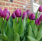 Tulipa Purple Prince