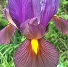 Iris Tigereye