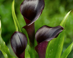 Zantedeschia ‘Pink Puppy’, Calla Lily ‘Pink Puppy’ in GardenTags plant