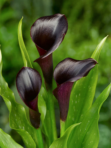 Buy calla lily Zantedeschia 'Odessa (PBR)': Delivery by Crocus