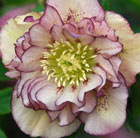 Helleborus × hybridus Double Ellen Picotee