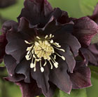 Helleborus × hybridus Double Ellen Purple