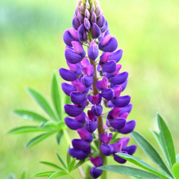 Buy lupin Lupinus 'Gallery Blue (Gallery Series)'