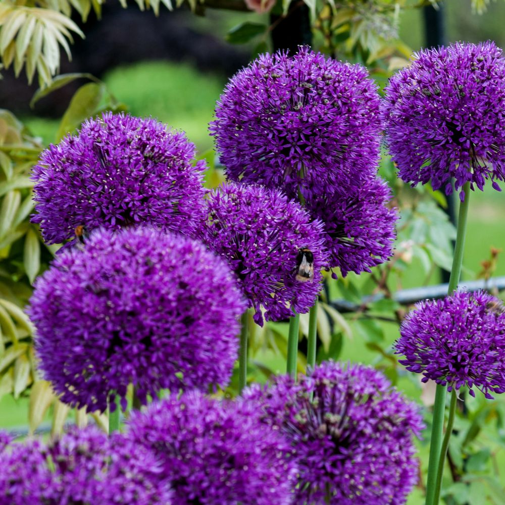 Buy Dutch garlic bulbs Allium hollandicum 'Purple Sensation': Delivery ...