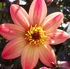 Dahlia Star Wars ('Vdtg14') (PBR) (Dark Angel Series)