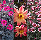 Blockbuster Dahlias for bees, butterflies and pots