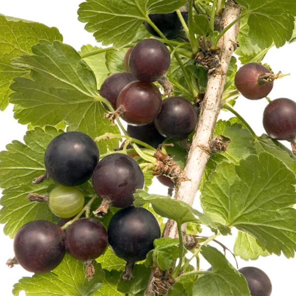 Buy jostaberry Ribes × culverwellii