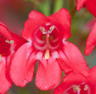 Penstemon Red Riding Hood (PBR) (Riding Hood Series)