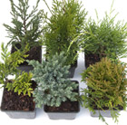 Award winning conifer collection