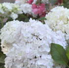 Hydrangea macrophylla Blushing Bride