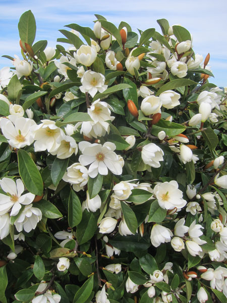 Buy fairy magnolia Magnolia 'Fairy Cream ('Micjur02') (PBR)': Delivery ...